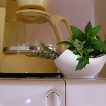 Apartment Flower Racisce