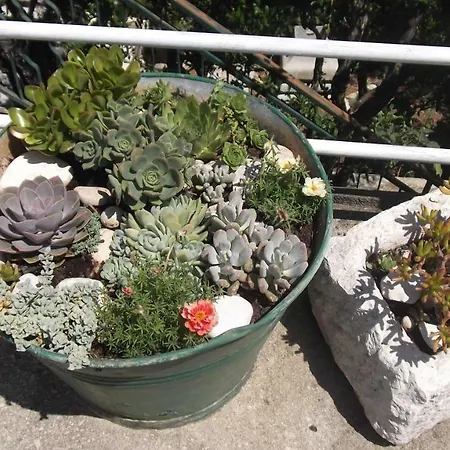 Flower דירה
